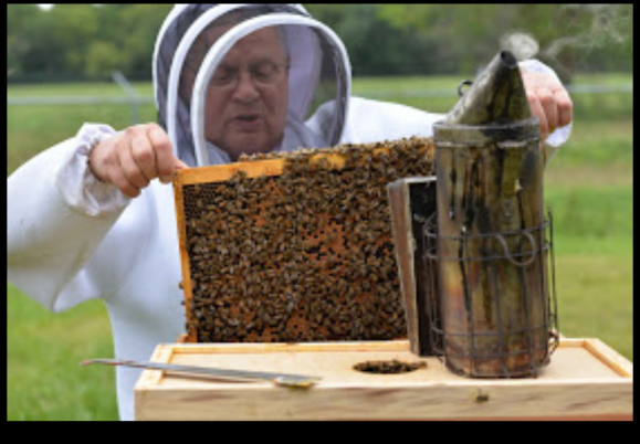 Ohio Air Force base recognized for bee conservation